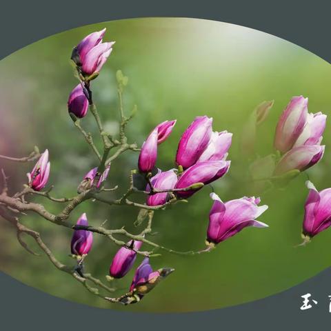 【散文】玉兰花，那些脍炙人口的诗话