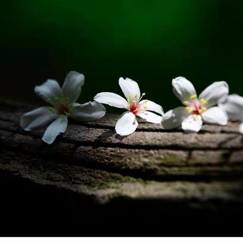 【格律诗】游灵运仙境有感