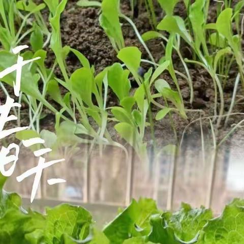 小手添新绿，宅家种春天----唐钱楼幼儿园美好居家生活之种植篇