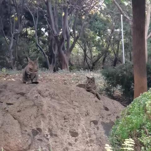 猫猫