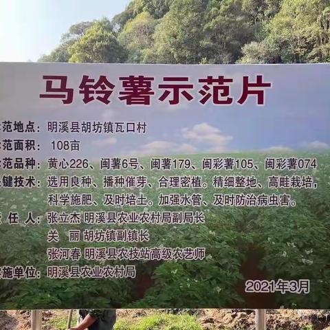 明溪：马铃薯丰收上市