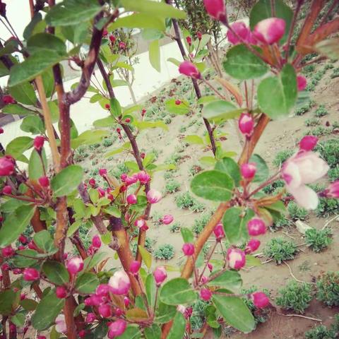 同心县第一小学第二次教学常规工作检查反馈