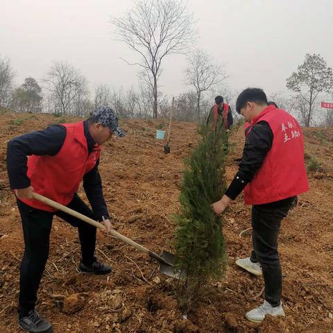 人民银行钟祥支行积极参加义务植树活动