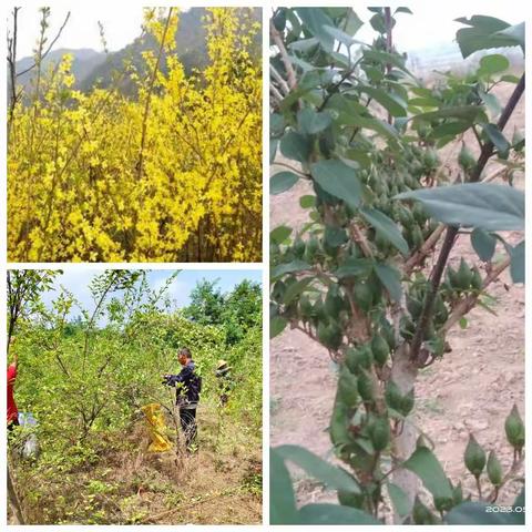 张家塬镇南湾岭村喜迎乡村振兴项目连翘采摘大丰收