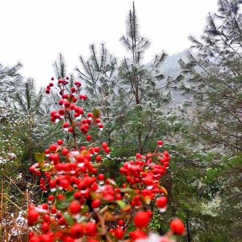 瑞雪兆丰年