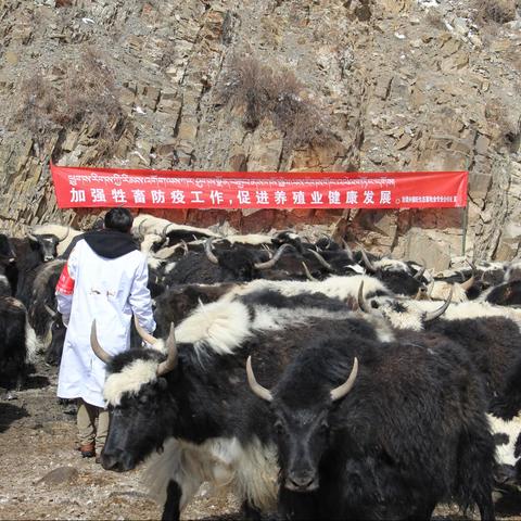 治多县治渠乡江庆村盛旺生态畜牧专业合作社高原牦牛防疫防控疫苗接种工作  (照)