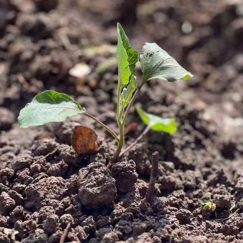 播种一抹绿，快乐伴成长--403班蔬菜种植记