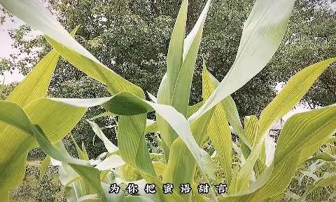 生活如葡萄🍇，有酸有甜，人生如戏，有苦有乐，生活明朗，万物可爱！葡萄的寓意是：“葡”天同庆，“葡”你欢心