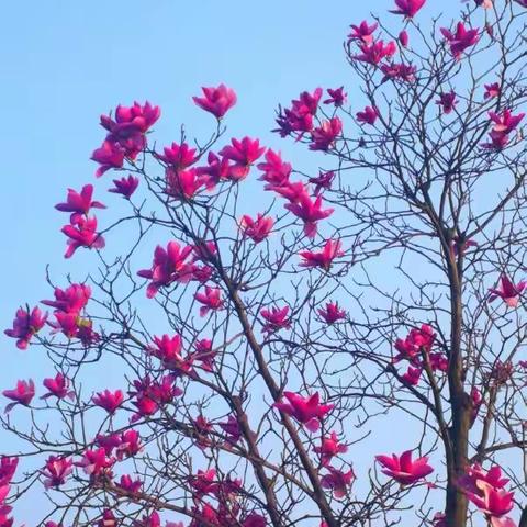 爱搜美图的我为开心