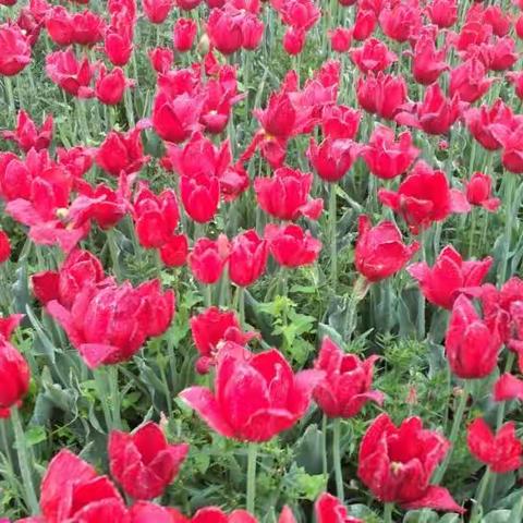 我想去看看――大丰荷兰花海