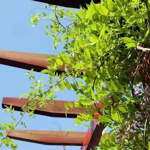 不负春光不负卿 ，课标解读新引领——博雅学校小学部数学新课程标准学习活动