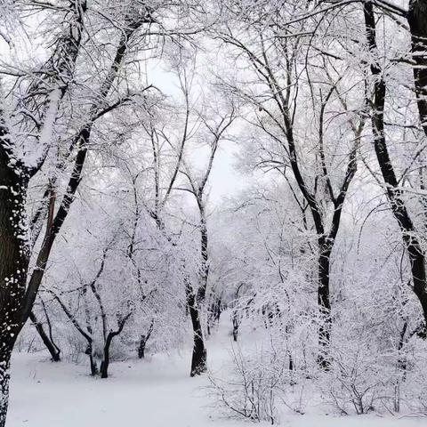 雪倾情