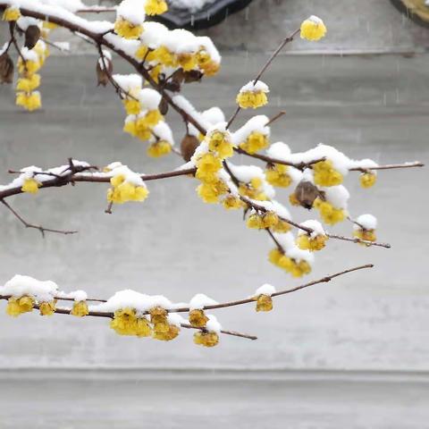 春雨楹联集（七）老天垂青眼，让余获良师，感谢芳草老师的精美出句和指导！