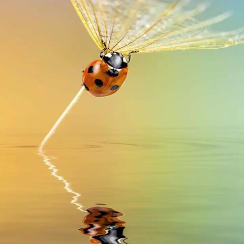 用心学习，快乐集联，感谢芳草老师精心出句！