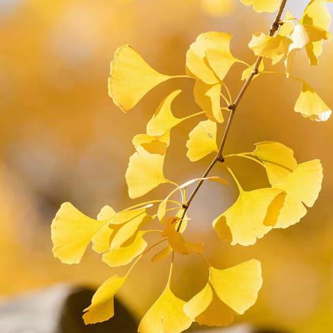 春雨楹联集（六）感谢芳草老师的精美出句！