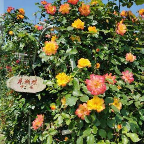 寒梅腊月傲风骨，月季终年皆春天。