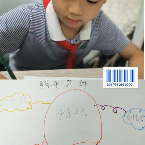 芦丁鸡养成记（四）--平阳新纪元学校三年（9）班章亮