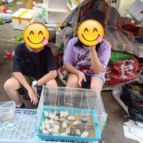 芦丁鸡养成记（一）--平阳新纪元学校三年（9）班--章亮