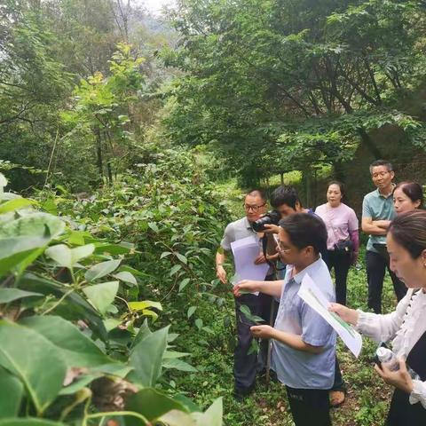 省林业局调研指导我市种质资源调查和良种选育工作