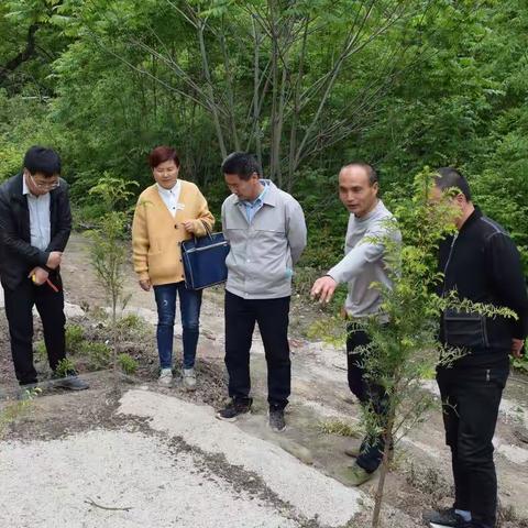 2022年度西安市造林苗木质量抽查和“双打”专项检查工作纪实--鄠邑篇