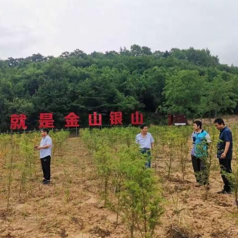 省林业局调研指导我市林木良种选育和秦岭红豆杉保护发展工作