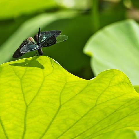 蜻荷以堪