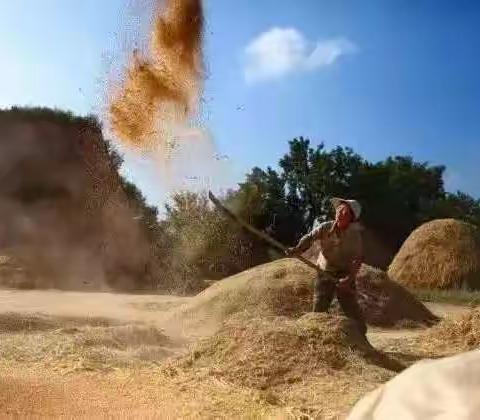 三十年前割麦的童年