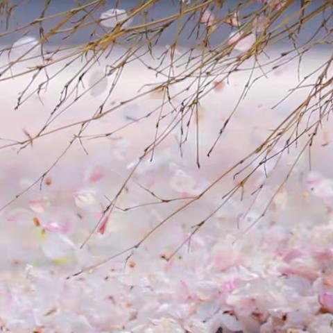 花开花落