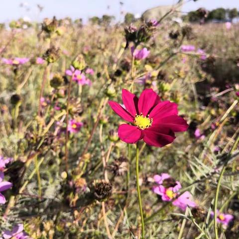 赏仙眷花洲