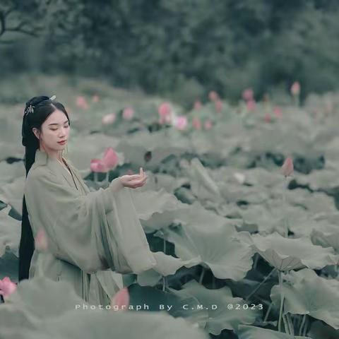夏荷咏怀