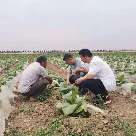 开展襄城、禹州烟区烤烟服务需求直通式调研