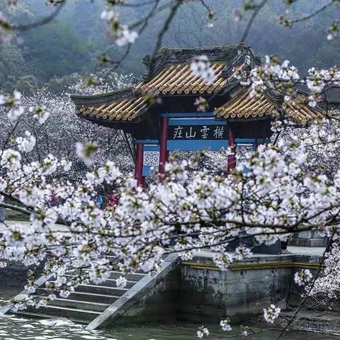 鼋头渚赏樱