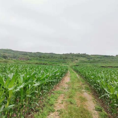 烟雨故乡