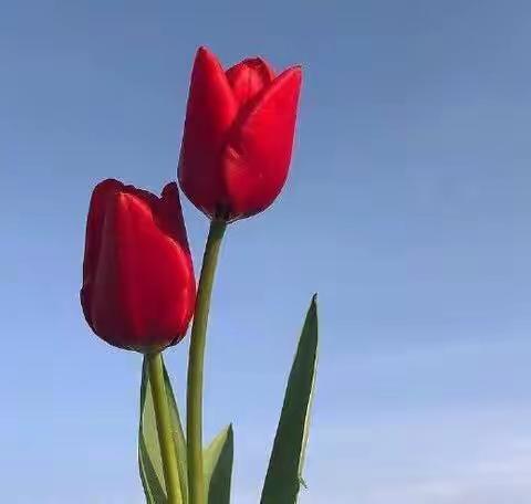 思益之歌（长沙市望城二中校歌）