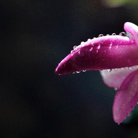 雨露歌（歌曲）