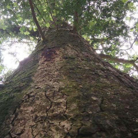 （雍尼红茶基地）