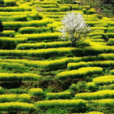 渡念