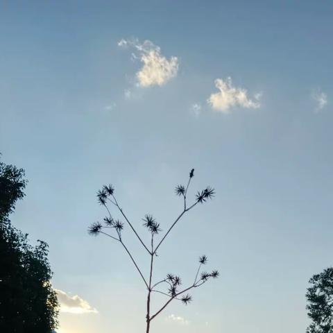 夕阳情