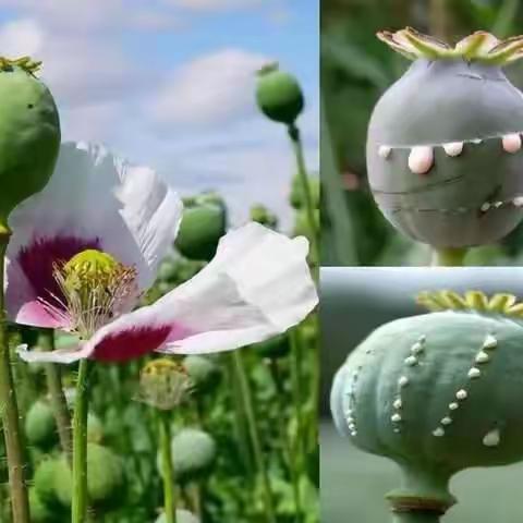 禁毒小课堂