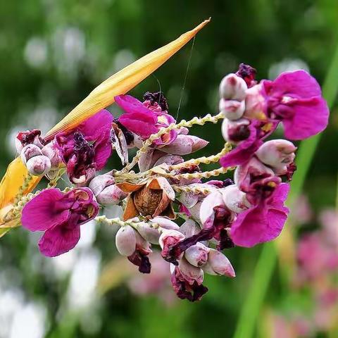 F153.再力花 一种水生花卉