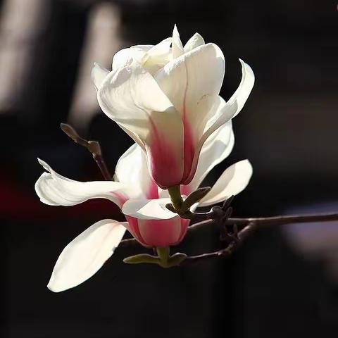 F144.望春玉兰 开满枝头