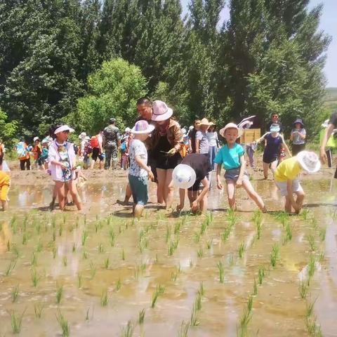 农耕插秧我最行