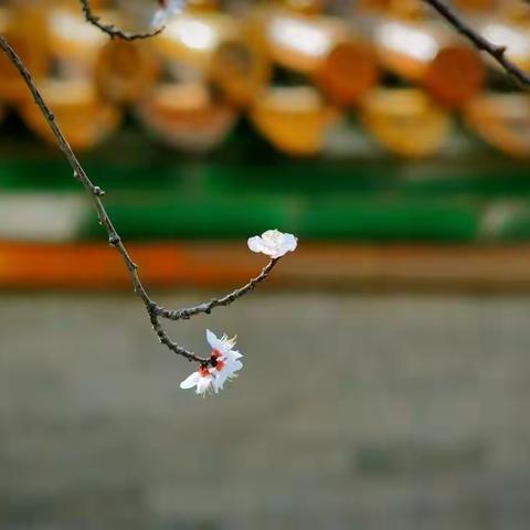 学课文，写诗歌