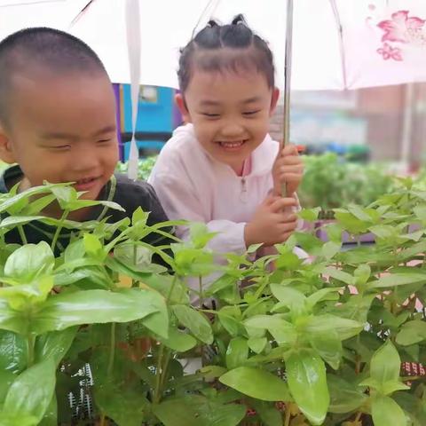 主题活动《夏天的气息》