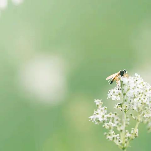 美育之花，尽情绽放——芙蓉学校美术社团活动展示