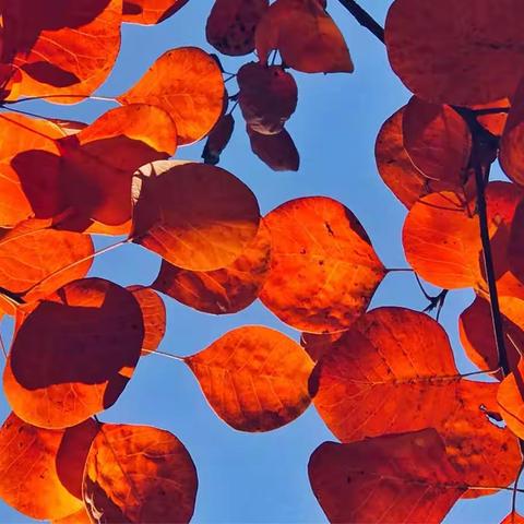 寒风乍起秋满园