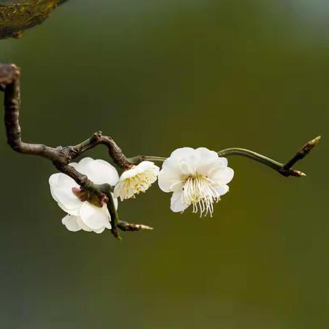 虽“败”犹荣 ——明城墙下“梅”花拍