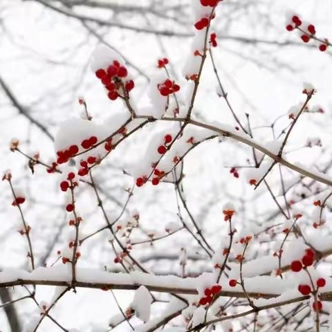 大雪节气 | 万物冬藏待春来