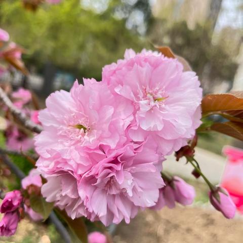 正是春花烂漫时 校园春景美如画−新华区建设街小学