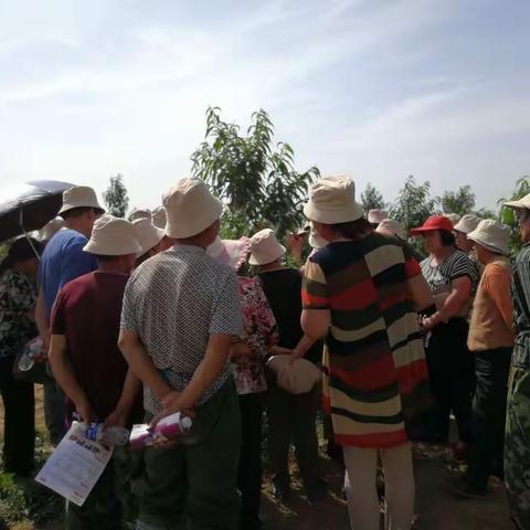 创想针对桃蚜的观摩会